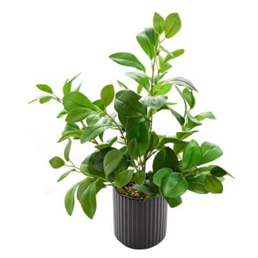 Imagem de EZBOHO Plantas artificiais de 40,6 cm para ambientes internos, realistas, tocantes, folhas perenes, com vaso preto creâmico para casa, escritório, sala de estar, banheiro, escritório, mesa, decoração