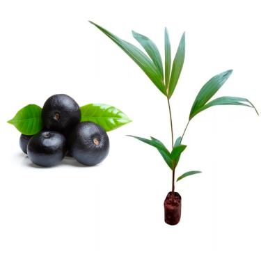 Imagem de AMK Jardinagem e Paisagismo, Muda de Acai 20 a 40cm AMK - Plantas Online