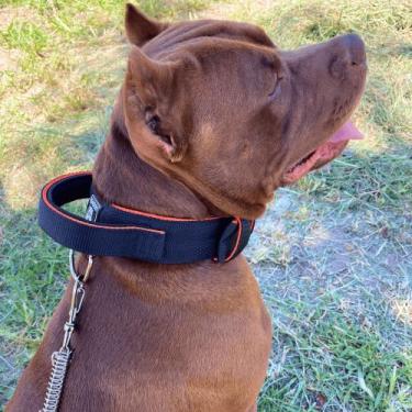 Imagem de A melhor Coleira Guia com Mola para Pet Pitbull Golden Retriever Pasto