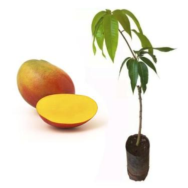 Imagem de Muda de Manga Haden 50 a 80cm AMK - Plantas Online - AMK Jardinagem e 