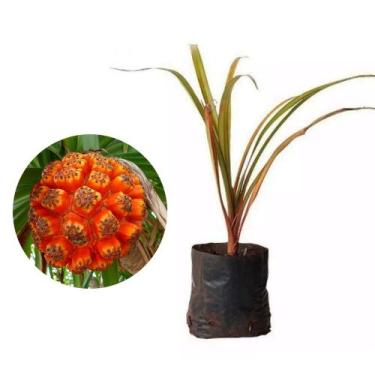 Imagem de Muda de Pandanus 50 a 80cm AMK - Plantas Online - AMK Jardinagem e Pai