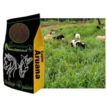 Imagem de 2kg Sementes Capim Aruana excelente pastagem para caprinos/ equinos /b