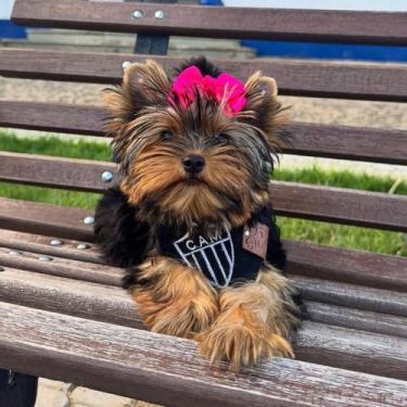 Imagem de Bandana Pet Atléticos Mineiro - Estilo e Conforto para Seu Animal - Do