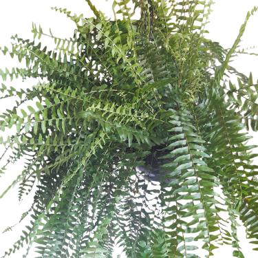 Imagem de Samambaia Americana Planta natural 100% Verde exuberante Cuia 21 60cm como na fotoa - Perfeito para decoração de sala e casa, escritório e lojas - Muda de plantas, plantas pendentes, decorativa.