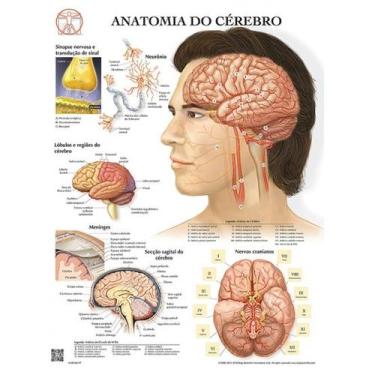 Imagem de Pôster Anatomia do Cérebro - Body Scientific