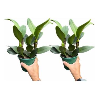 Imagem de Kit 2 Orquídeas Cattleyas Especial Apta Afloração Fotos Real - docel@r