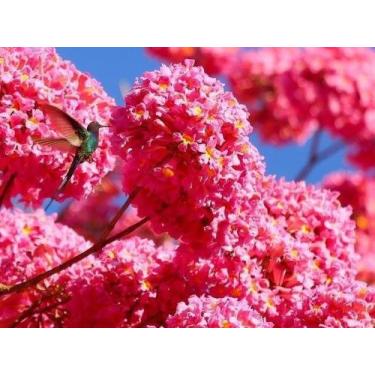 Imagem de Muda Ypê Rosa - no-brand