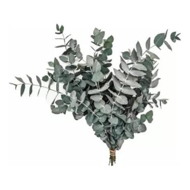 Imagem de Buquê De Eucalipto Desidratado Natural Decoração Arranjo 50Cm Seco - F