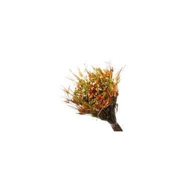 Imagem de Buque De Flor Seca Estrelinha - Variações - Pense Flores, Laranja