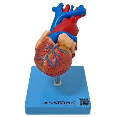 Imagem de Coração Humano Tamanho Natural 2 Pts Anatomia
