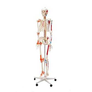Imagem de Esqueleto Humano Padrão 1,70cm Articulação Inserções