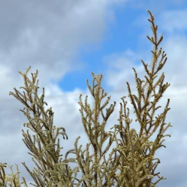 Imagem de Flores Sempre-Vivas Naturais Desidratadas, Capim Milindro Verde (8)