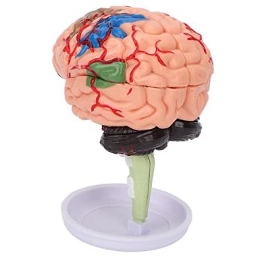 Imagem de Modelo anatômico de cérebro montado, modelo cerebral humano 4D estrutura clara recursos de aprendizagem modelo cerebral de seção cruzada, modelo cerebral de simulação de vinil