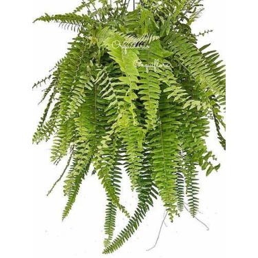 Imagem de Samambaia Americana (nephrolepis Exaltata) Planta Natural - Orquiflora