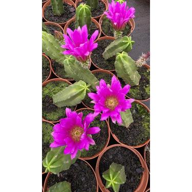 Imagem de Cacto Echinocereus viereckii var. morricalii, Cacto com Flores Rosa Vibrantes, Planta Suculenta