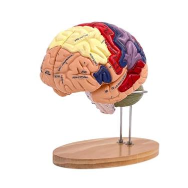 Imagem de MotiveTech Modelo de Cérebro Humano Ampliado 2x Modelo de Cérebro Anatômico para Ciências Biológicas