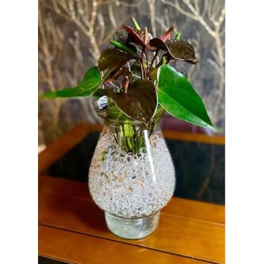 Imagem de Bolinhas de Gel Hidratante para Plantas – Kit com 24 pacotinhos, cada faz aprox. 1Litro, 6 cores.