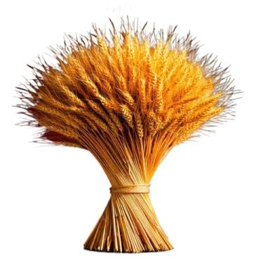 Imagem de Flores Secas de Trigo Hastes Decoração Sala Casamento Festa Buquê Convite Arranjo Mesa Para Amantes de Decoração e Organizadores(200)