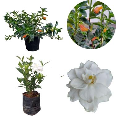 Imagem de Kit Muda Gardenia Jasmim Do Cabo Perfumada Columeia Peixinho Meia-sombra Perene Folhagem Eerde Escura Ornamental Laranja