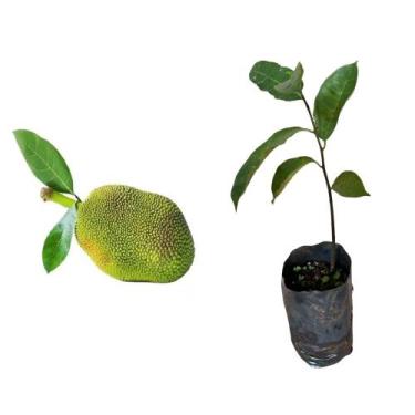 Imagem de Muda de Jaca 20 a 40cm AMK - Plantas Online - AMK Jardinagem e Paisagi