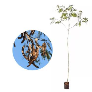 Imagem de Muda de Angico do Cerrado 20 a 40cm AMK - Plantas Online - AMK Jardina