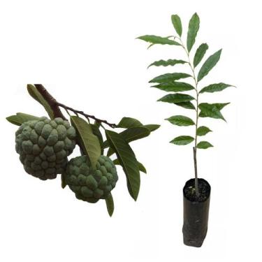Imagem de Muda de Araticum Do Cerrado 20 a 40cm AMK - Plantas Online - AMK Jardi