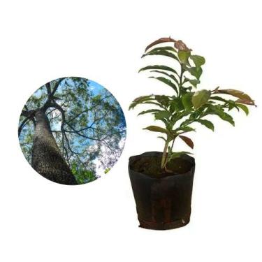 Imagem de Muda de Jequitibá Rosa 20 a 40cm AMK - Plantas Online - AMK Jardinagem