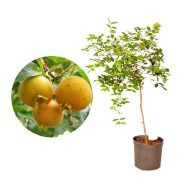 Imagem de Muda de Gabiroba 20 a 40cm AMK - Plantas Online - AMK Jardinagem e Pai