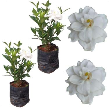Imagem de Kit 2 Muda Gardenia Jasmim Do Cabo Perfumada Flor Branca