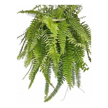 Imagem de Samambaia Americana Nephrolepis Exaltata, Planta Natural de Grande Porte, Pote 20, Folhagem Verde