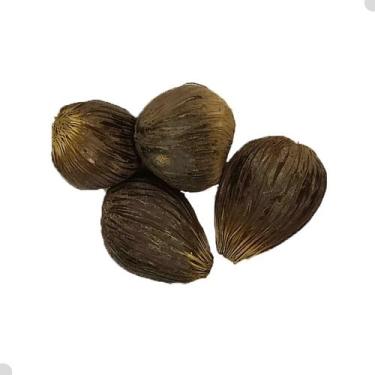 Imagem de Ikin Ifa Original Africano Legitimo Ritual Candomblé 1 Unidade - Rei D