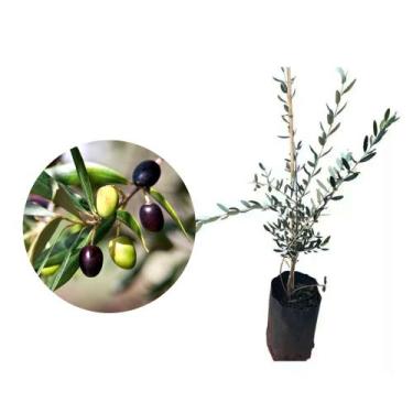 Imagem de Muda de Oliveira 20 a 40cm AMK - Plantas Online - AMK Jardinagem e Pai
