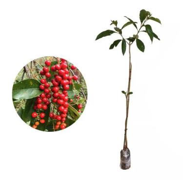 Imagem de Muda de Pau Viola 20 a 40cm AMK - Plantas Online - AMK Jardinagem e Pa