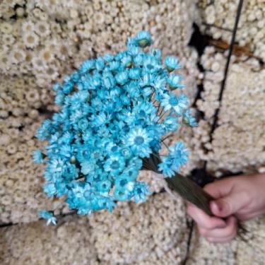 Imagem de Flores Sempre Viva Secas Bege – Buquê Natural para Decoração e Arranjos (Azul Claro,1 buquê (200 florzinhas))