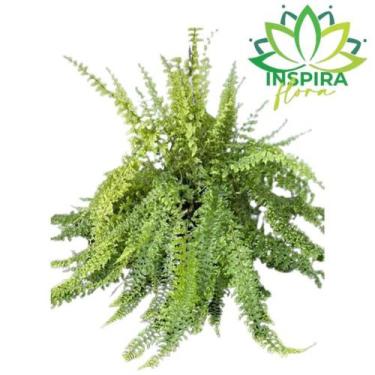 Imagem de 1 Samambaia Hillis - Nephrolepis exaltata - Cuia 21 Grande - Inspira F