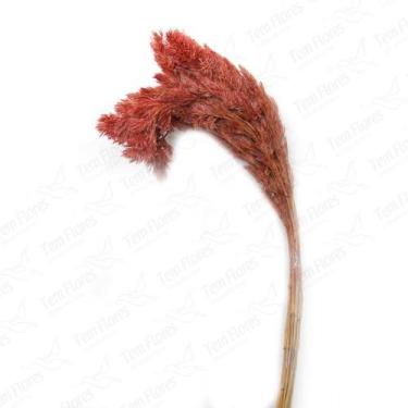 Imagem de Capim Pinguelo Vermelho Desidratado Buque Flores Secas - Tem Flores
