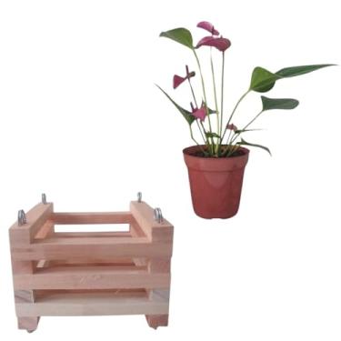 Imagem de Kit Cachepot TamP Quadrado + Mini Anturio Roxo Planta Adulta