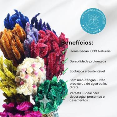 Imagem de Celósia Rabo De Gato Verde Desidratado - Pense Flores