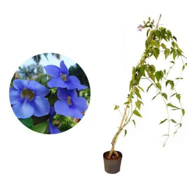 Imagem de Muda de Tumbergia Azul 50 a 80cm AMK - Plantas Online - AMK Jardinagem