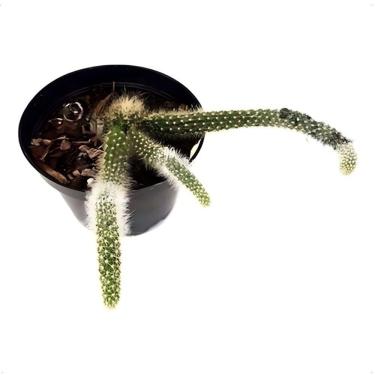 Imagem de Cacto Rabo De Macaco Hildewintera Colademononis