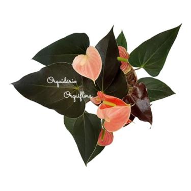 Imagem de Mini Antúrio Flor Rosé Planta Natural Adulta Com Vaso