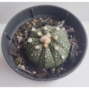 Imagem de Genérico, Planta Cacto Astrophytum Asterias pote 11cm