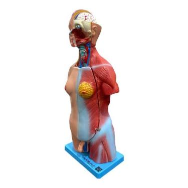Imagem de Torso de 45cm Bissexual/Assexuado com Coluna Exposta em 25 Partes - An