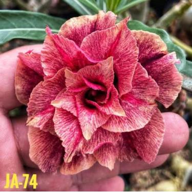 Imagem de Rosa do deserto JA74 enxertada - DM rosa do deserto ja 74