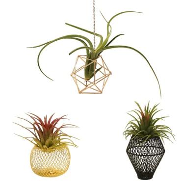 Imagem de Newwe Pacote com 3 suportes para plantas de ar de metal aviação vaso geométrico decoração de mesa plantas de ar plantador Tillandsia visor para escritório em casa