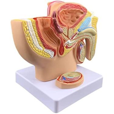 Imagem de Modelo De Próstata Masculina - Modelo De Anatomia Genital Feminina - Para Aprendizagem De Ensino Médico, Ferramenta De Ensino De Vista Pélvica Sagital,Fêmea,Constructive23