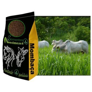 Imagem de 20kg sementes de capim mombaça para formar pastagem - Sementes Nascime