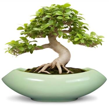 Imagem de Teagas Vasos de bonsai 45,7 cm - Vaso de cerâmica para árvore de bonsai exclusivo para plantas internas e externas, vaso de flores grande verde