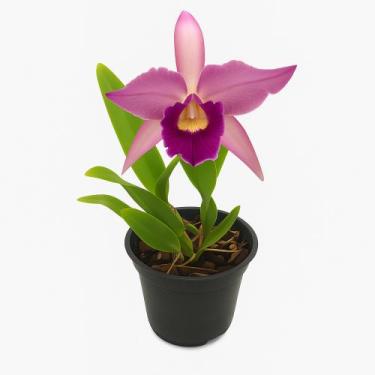 Imagem de Orquídea Cattleya Canhamiana Adulta- Flor Grande E Perfumada - DoceL@r