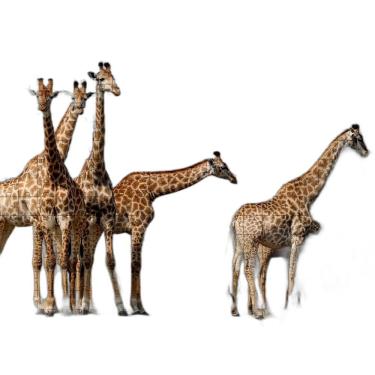 Imagem de Quebra-Cabeça Inclusivo 300 Peças Em Mdf Girafas Graciosas